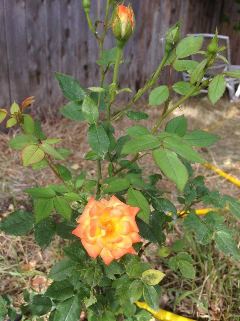 photo 2F886AB0-B668-4DCD-8633-69921DE976F2_zpsupbpdvnp.jpg